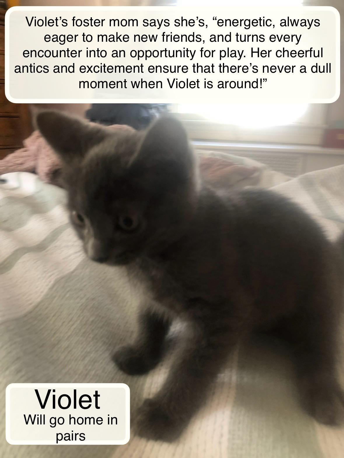 Violet bonded with Esme in foster care, a Adoptable Domestic Short Hair in Ellicott City, MD image 5/6