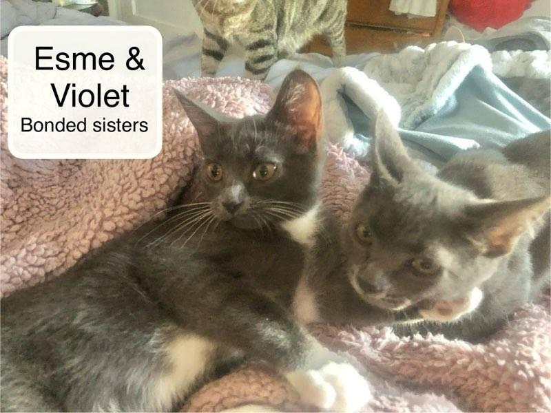 Violet bonded with Esme in foster care, a Adoptable Domestic Short Hair in Ellicott City, MD image 3/6