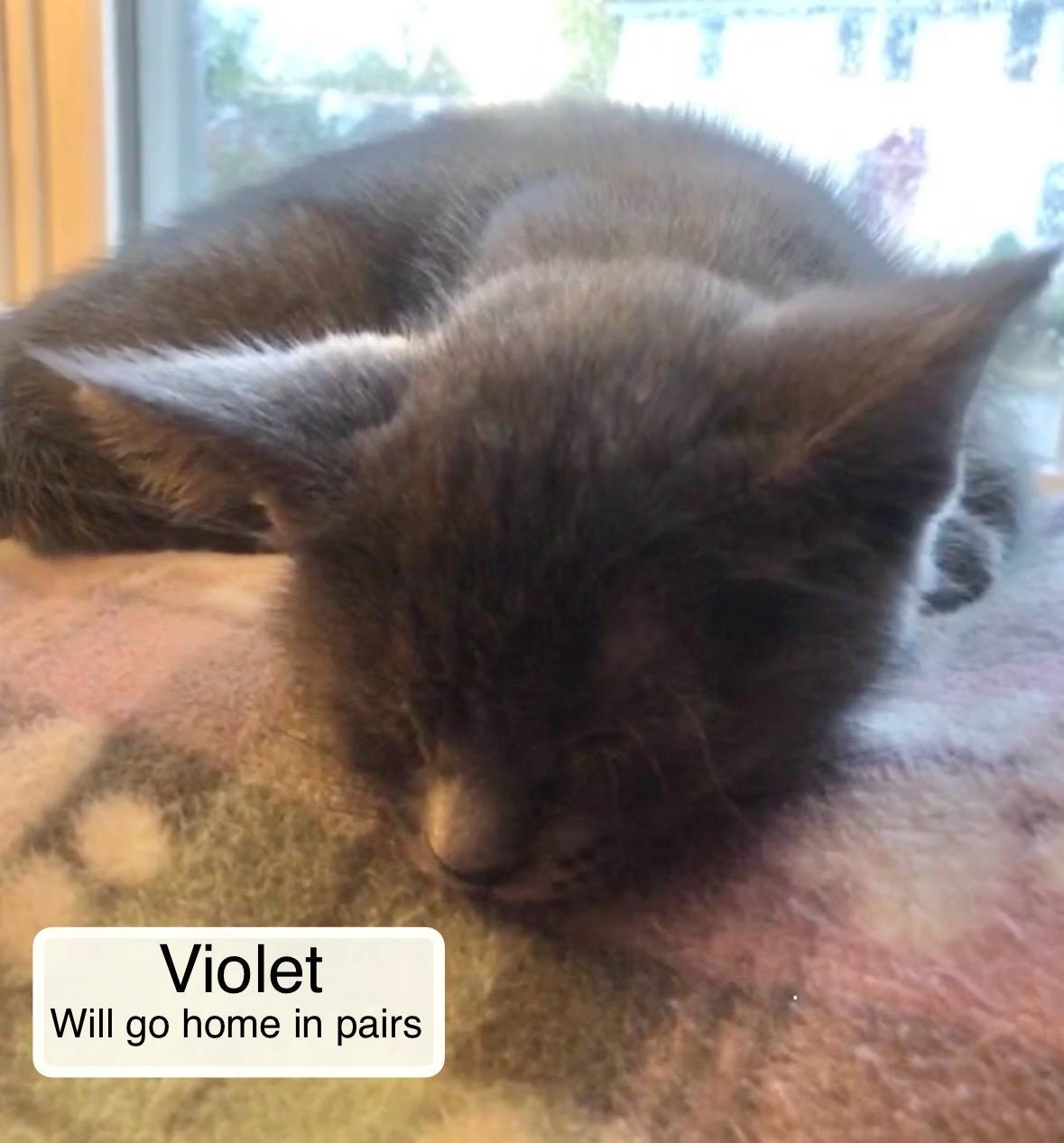 Violet bonded with Esme in foster care, a Adoptable Domestic Short Hair in Ellicott City, MD image 6/6