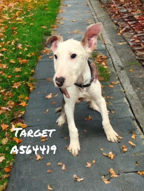 Enlarge TARGET, a Adoptable mixed breed in Huntsville, AL image 1/1