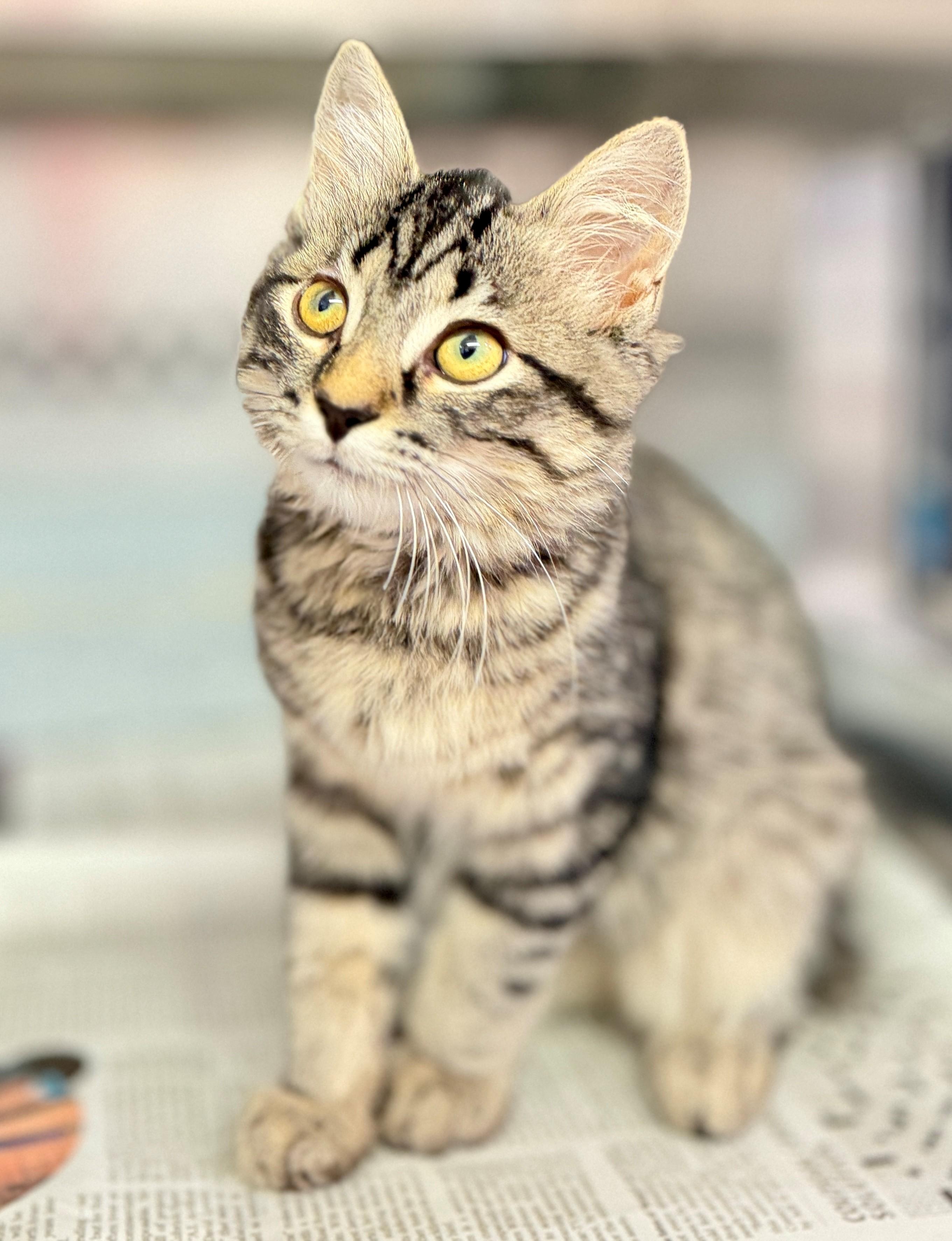 Enlarge Dolly Purrton, a Adopted Domestic Medium Hair in Hamilton, ON image 1/2