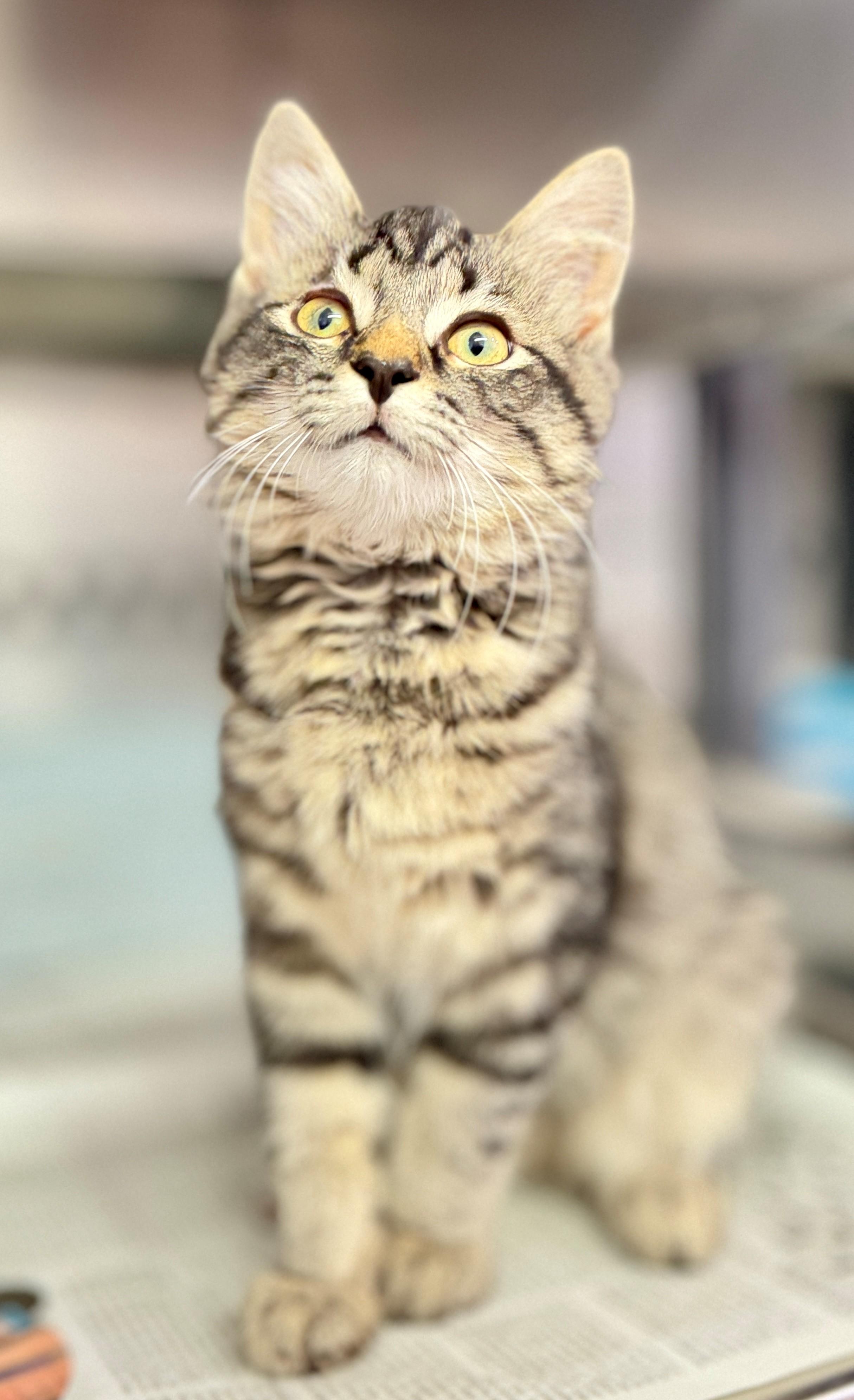 Enlarge Dolly Purrton, a Adopted Domestic Medium Hair in Hamilton, ON image 2/2