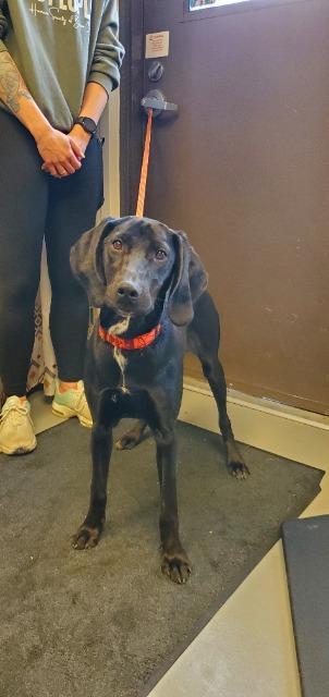 Enlarge Maribel, a Adopted mixed breed in Barron, WI image 1/6