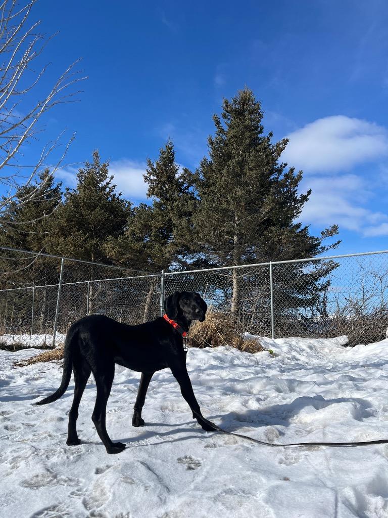 Maribel, Adoptable, Puppy Female Plott Hound & Hound.