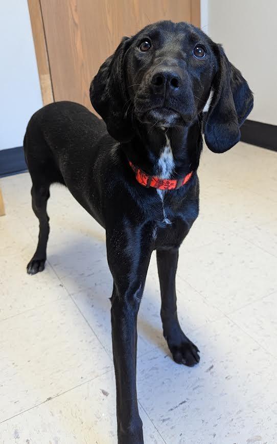 Enlarge Maribel, a Adopted mixed breed in Barron, WI image 3/6