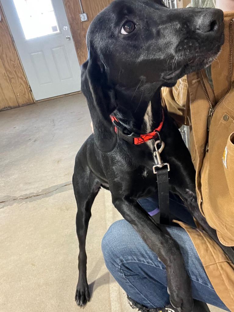 Enlarge Maribel, a Adoptable mixed breed in Barron, WI image 2/6