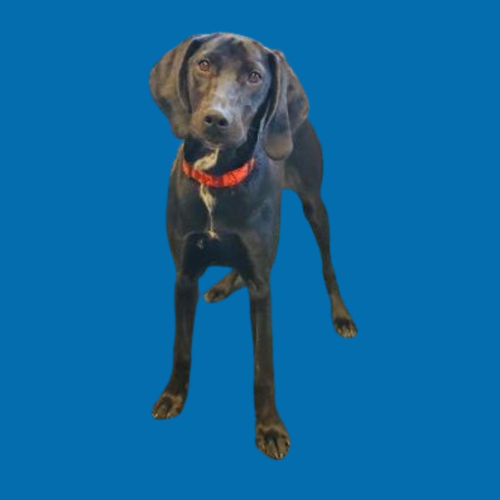 Enlarge Maribel, a Adoptable mixed breed in Barron, WI image 3/6