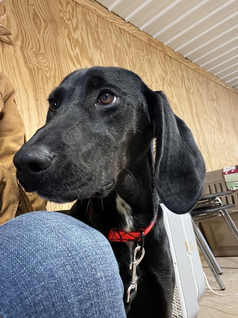 Enlarge Maribel, a Adoptable mixed breed in Barron, WI image 4/6