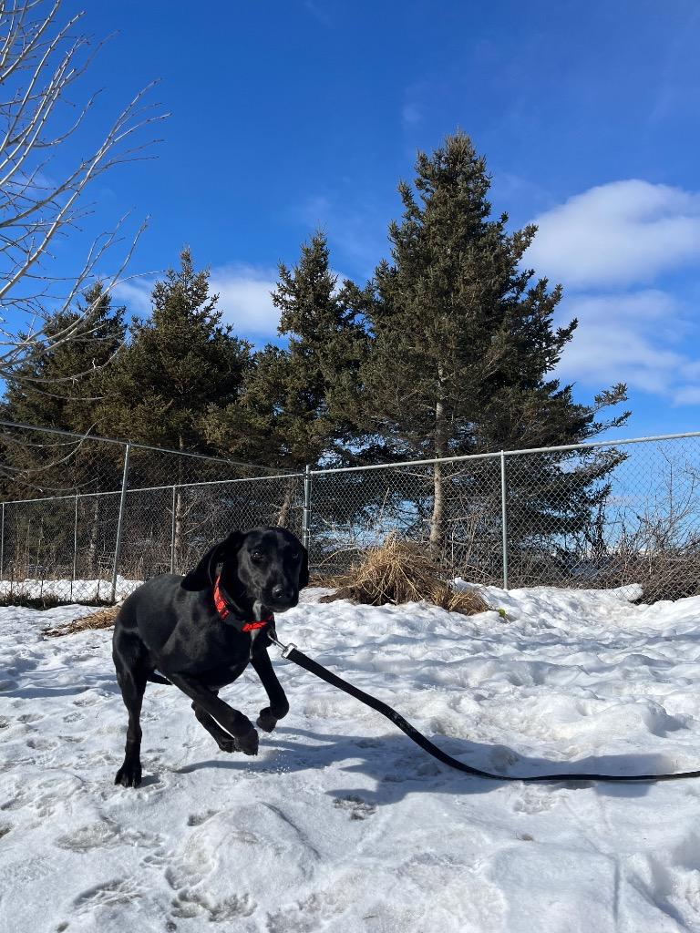 Enlarge Maribel, a Adopted mixed breed in Barron, WI image 6/6