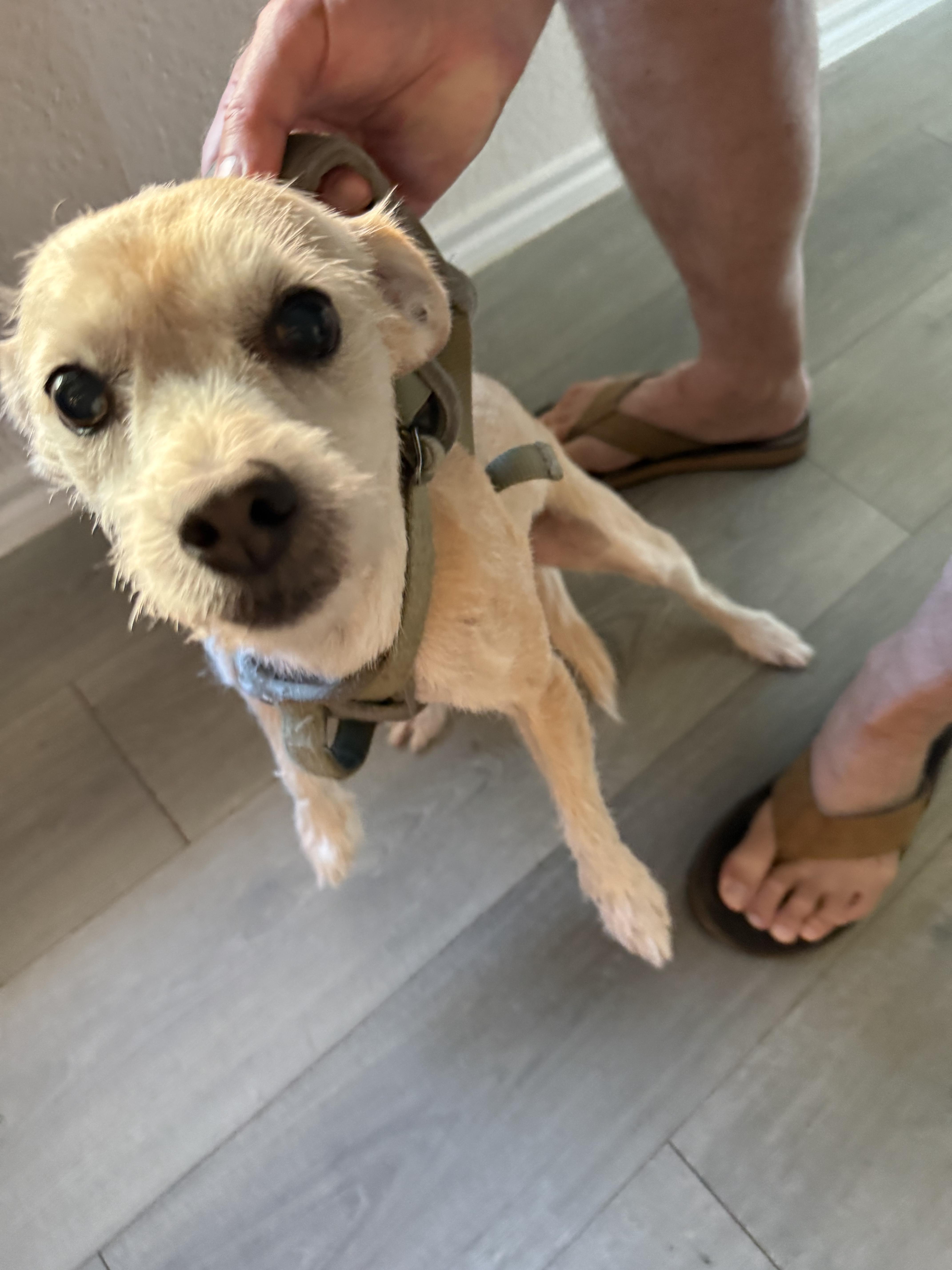 Enlarge Benji, a Adoptable mixed breed in Garland, TX image 5/5