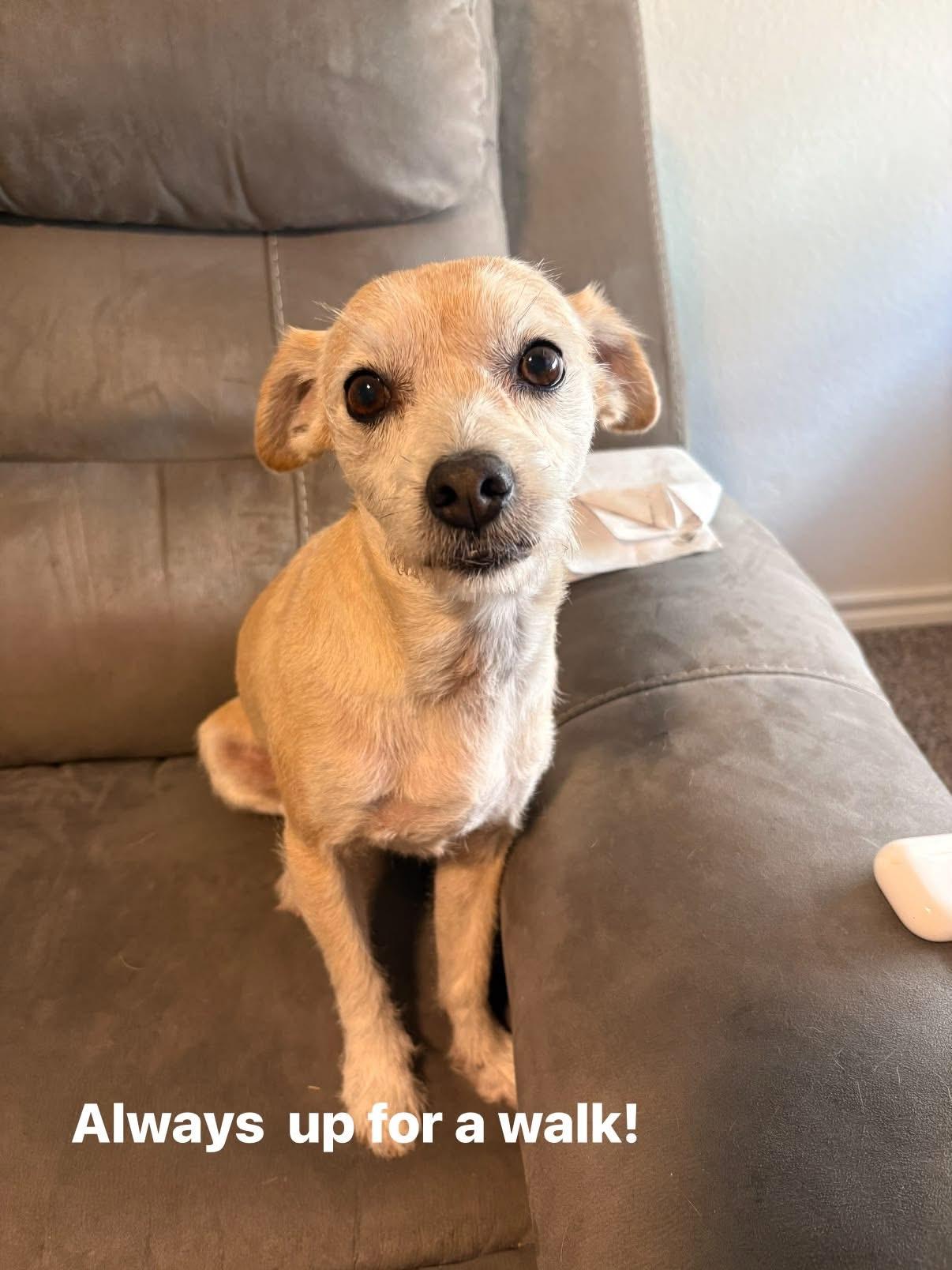 Benji, Adoptable, Senior Male Beagle & Chihuahua.