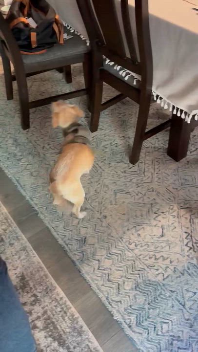 Enlarge Benji, a Adoptable mixed breed in Garland, TX video 4/5