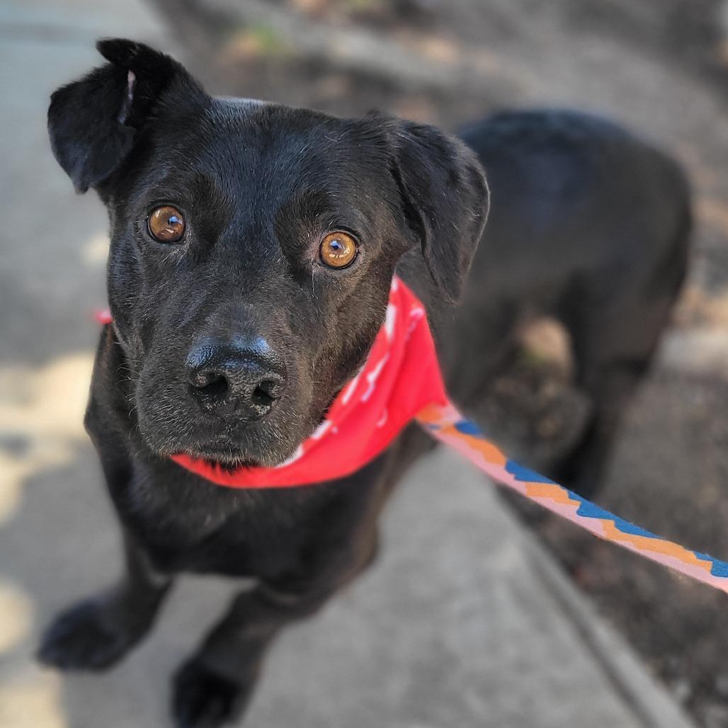 Sombra, a Adoptable mixed breed in Abilene, TX image 1/6