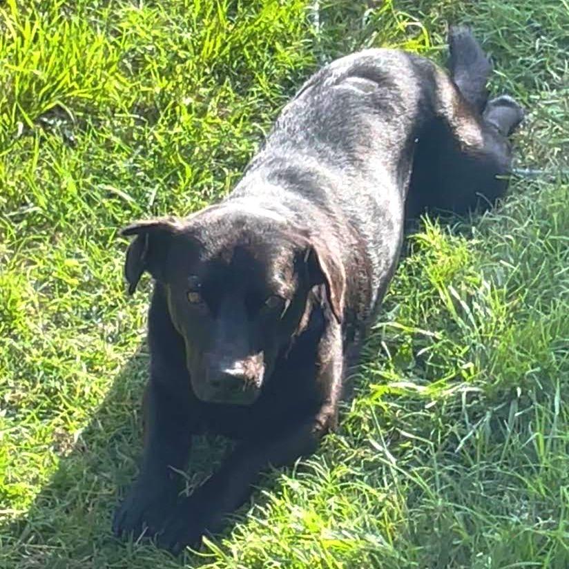 Sombra, a Adoptable mixed breed in Abilene, TX image 2/6