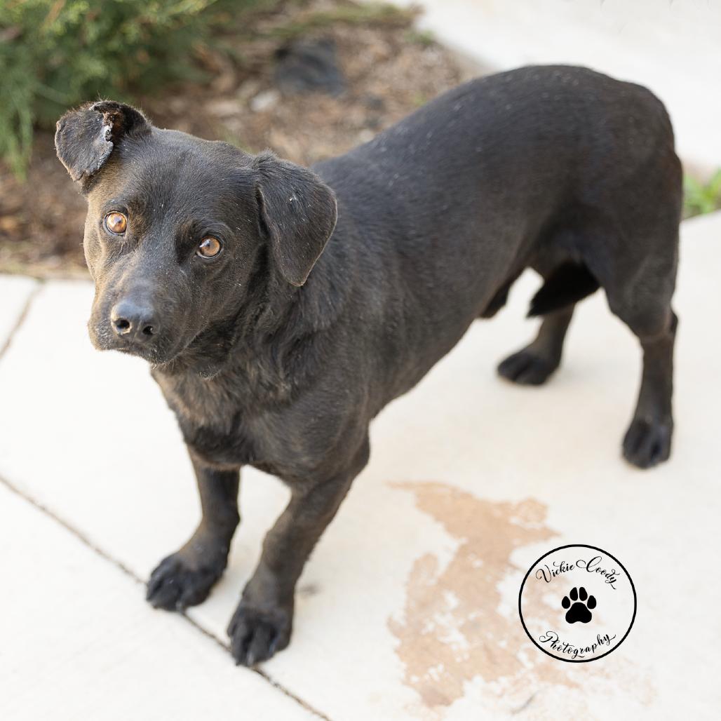 Sombra, a Adoptable mixed breed in Abilene, TX image 3/6