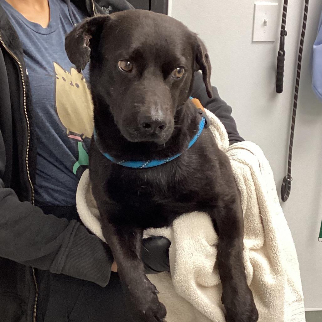 Sombra, a Adoptable mixed breed in Abilene, TX image 4/6