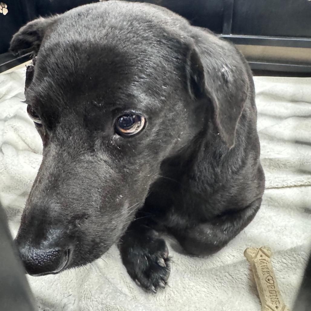 Sombra, a Adoptable mixed breed in Abilene, TX image 5/6