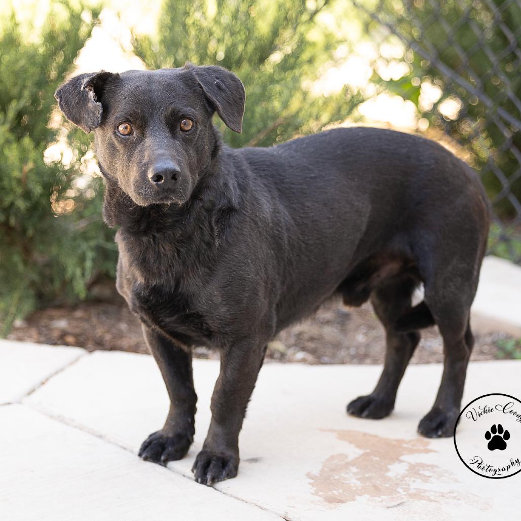 Sombra, a Adoptable mixed breed in Abilene, TX image 6/6