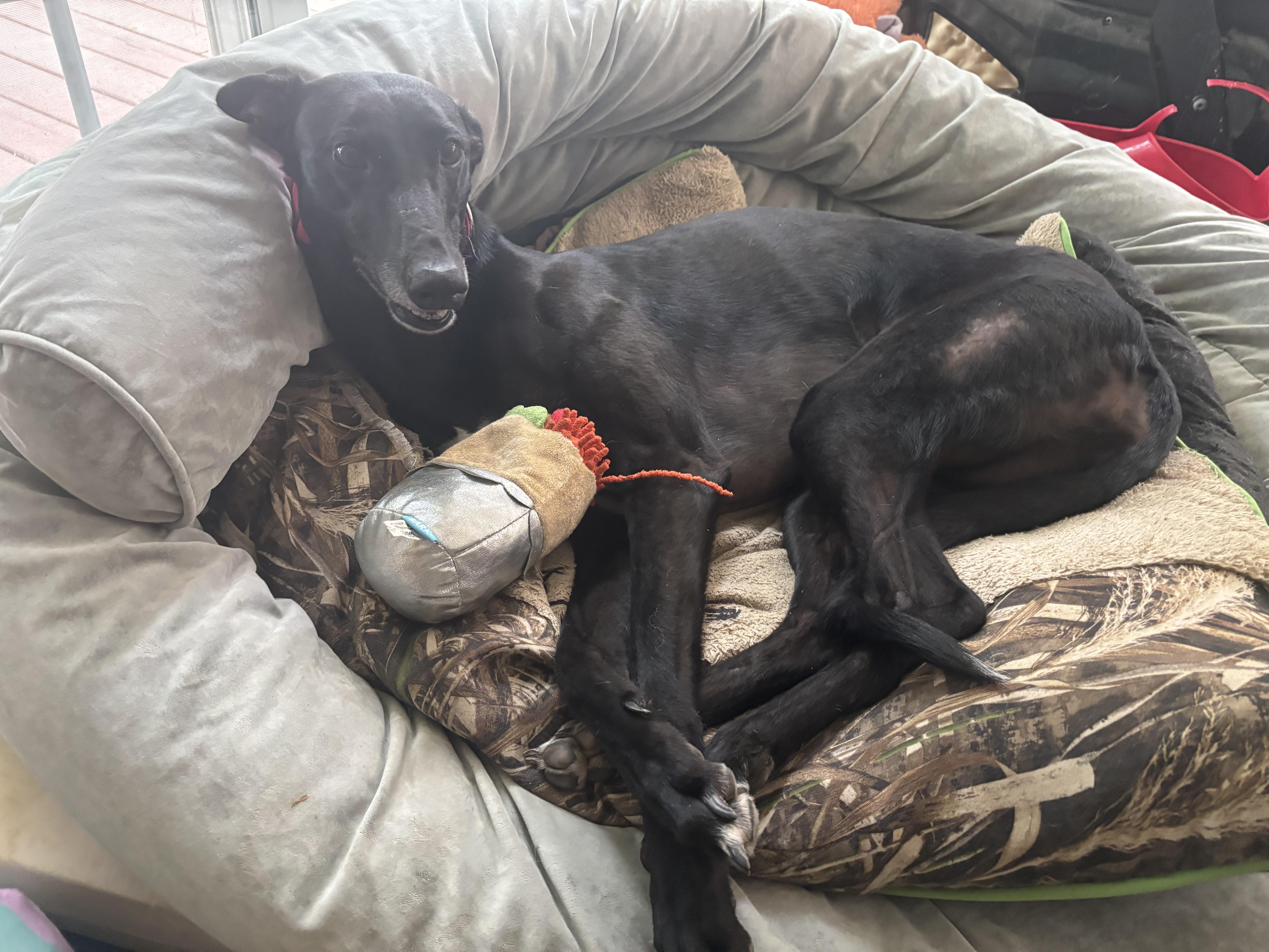 Mary, adopted, Adult Female Greyhound.