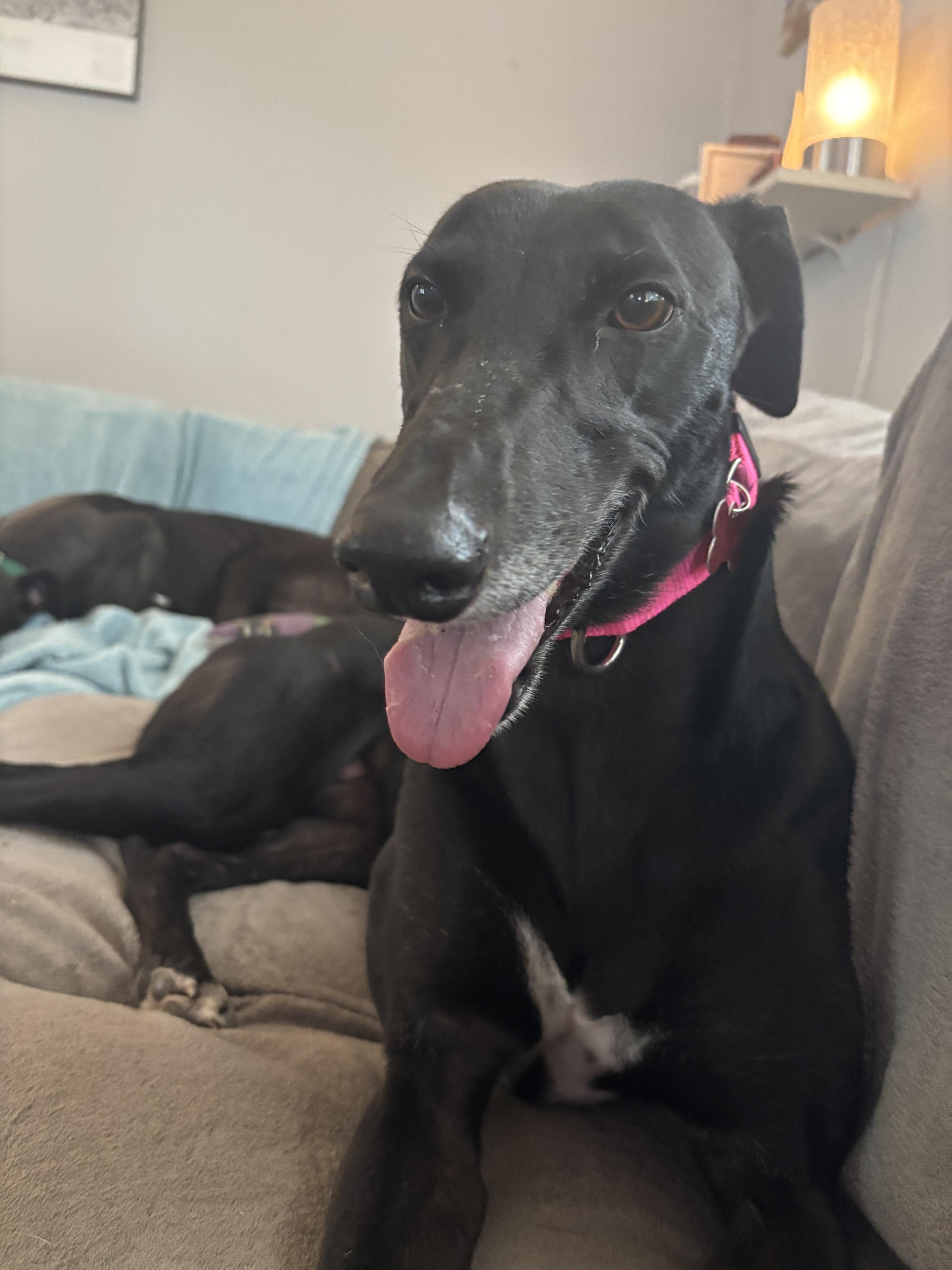 Enlarge Mary, an adopted Greyhound in Ware, MA image 2/4