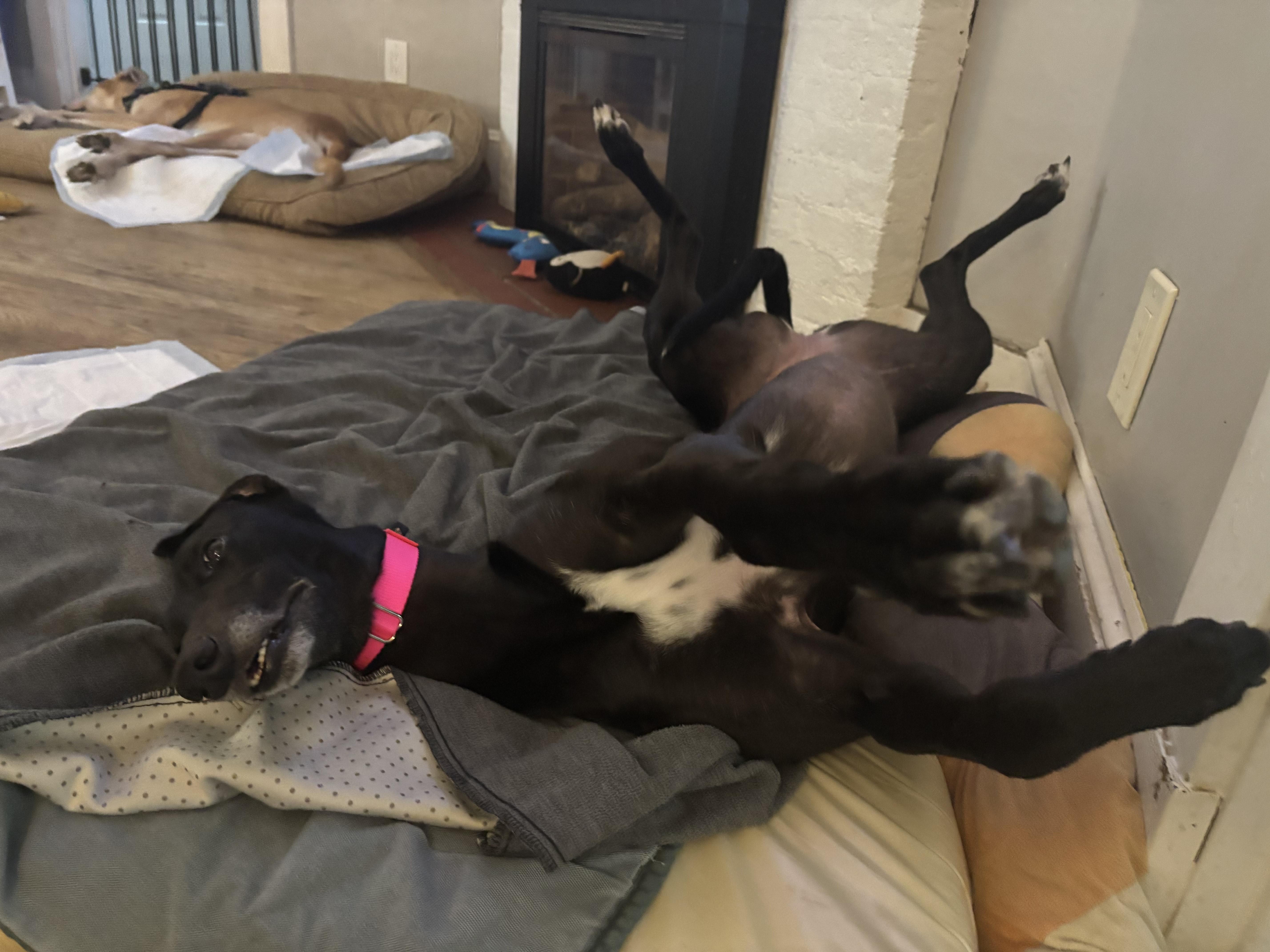 Enlarge Mary, an adopted Greyhound in Ware, MA image 3/4