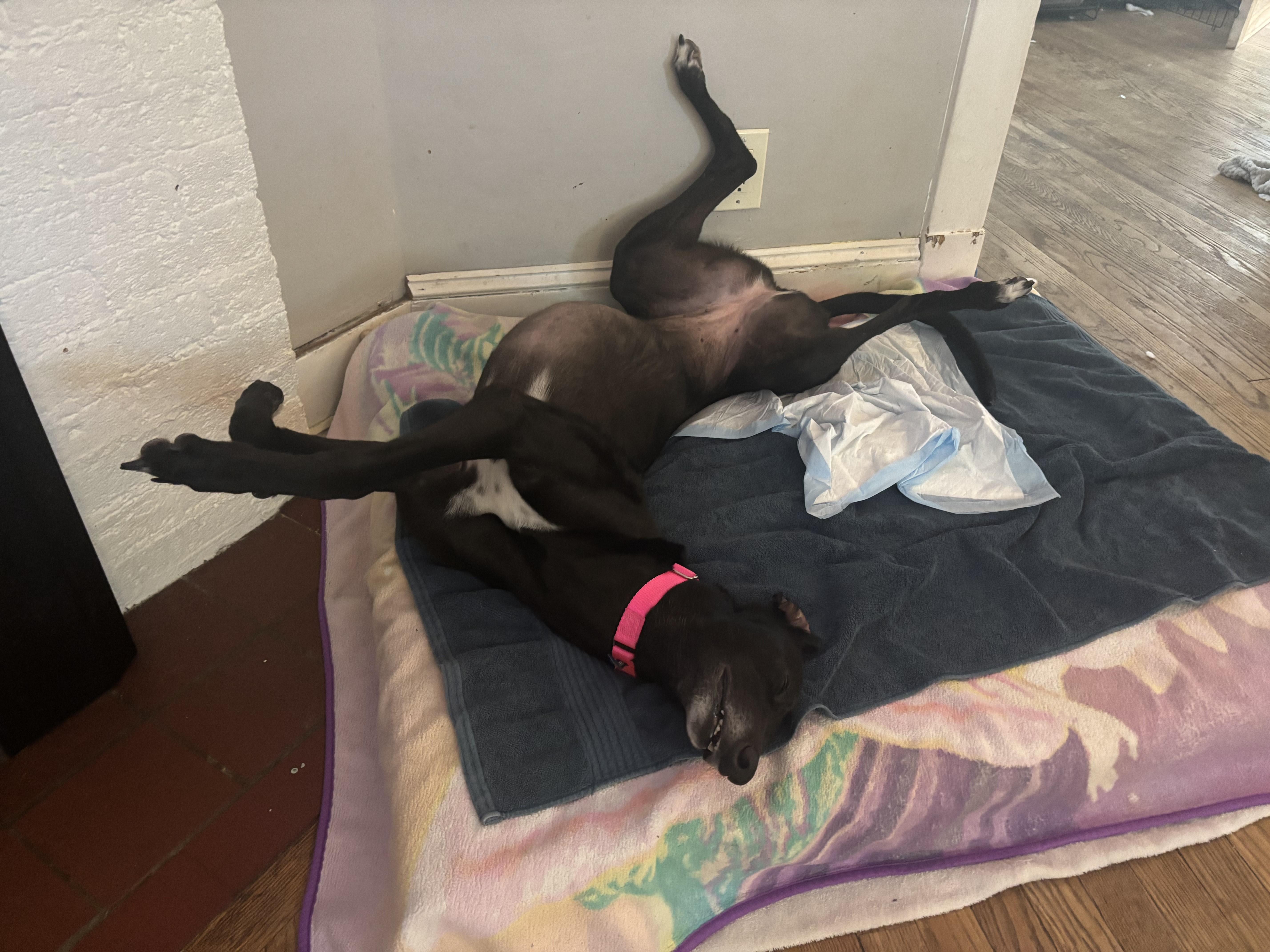 Enlarge Mary, an adopted Greyhound in Ware, MA image 4/4