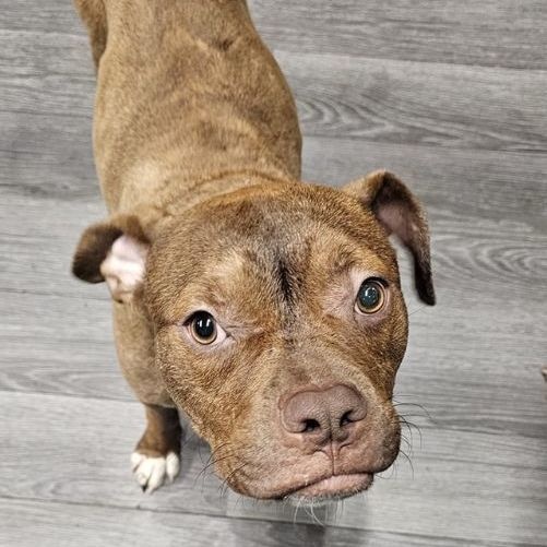 Alfie, a Adoptable Pit Bull Terrier in Chicago, IL image 4/5