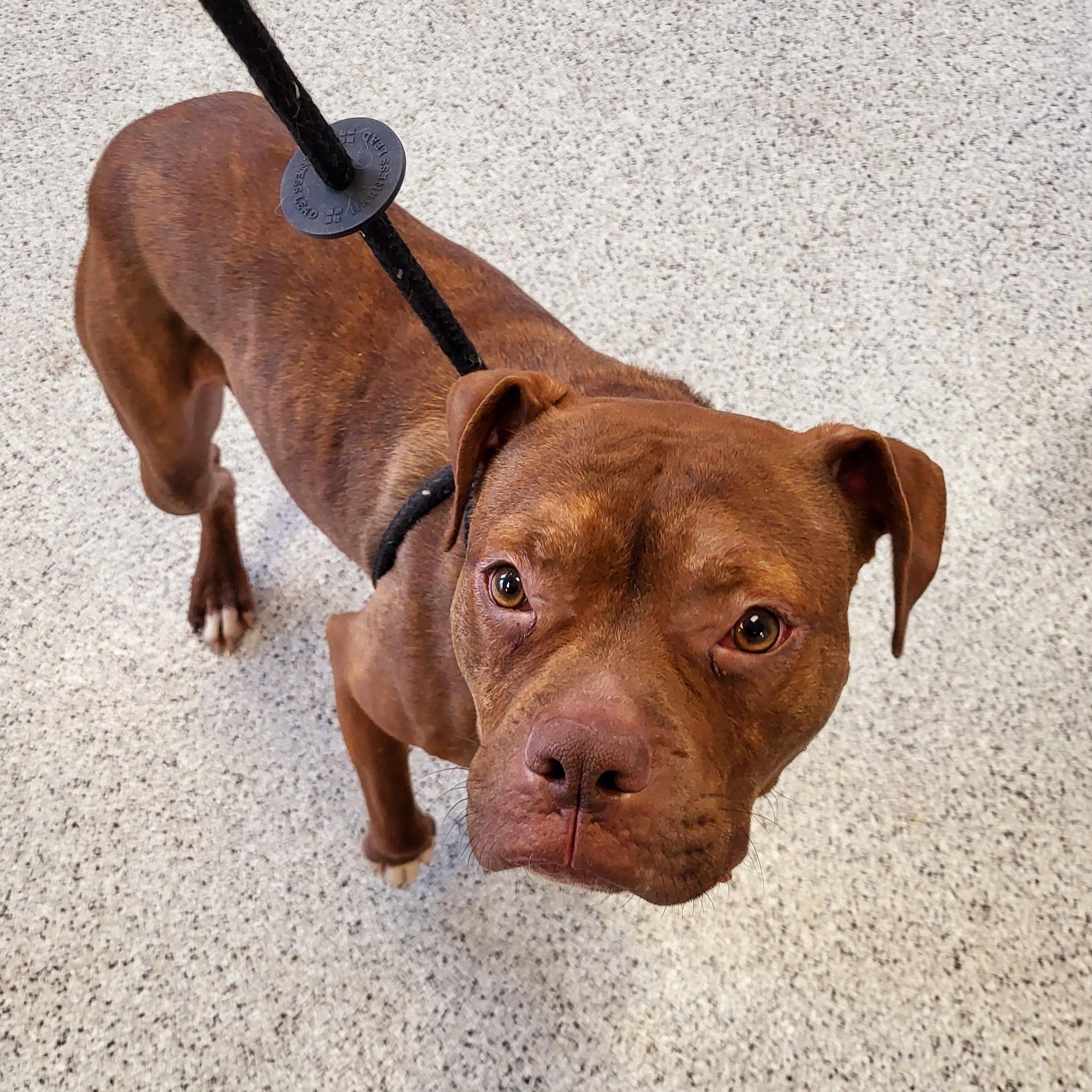 Alfie, a Adoptable Pit Bull Terrier in Chicago, IL image 2/5