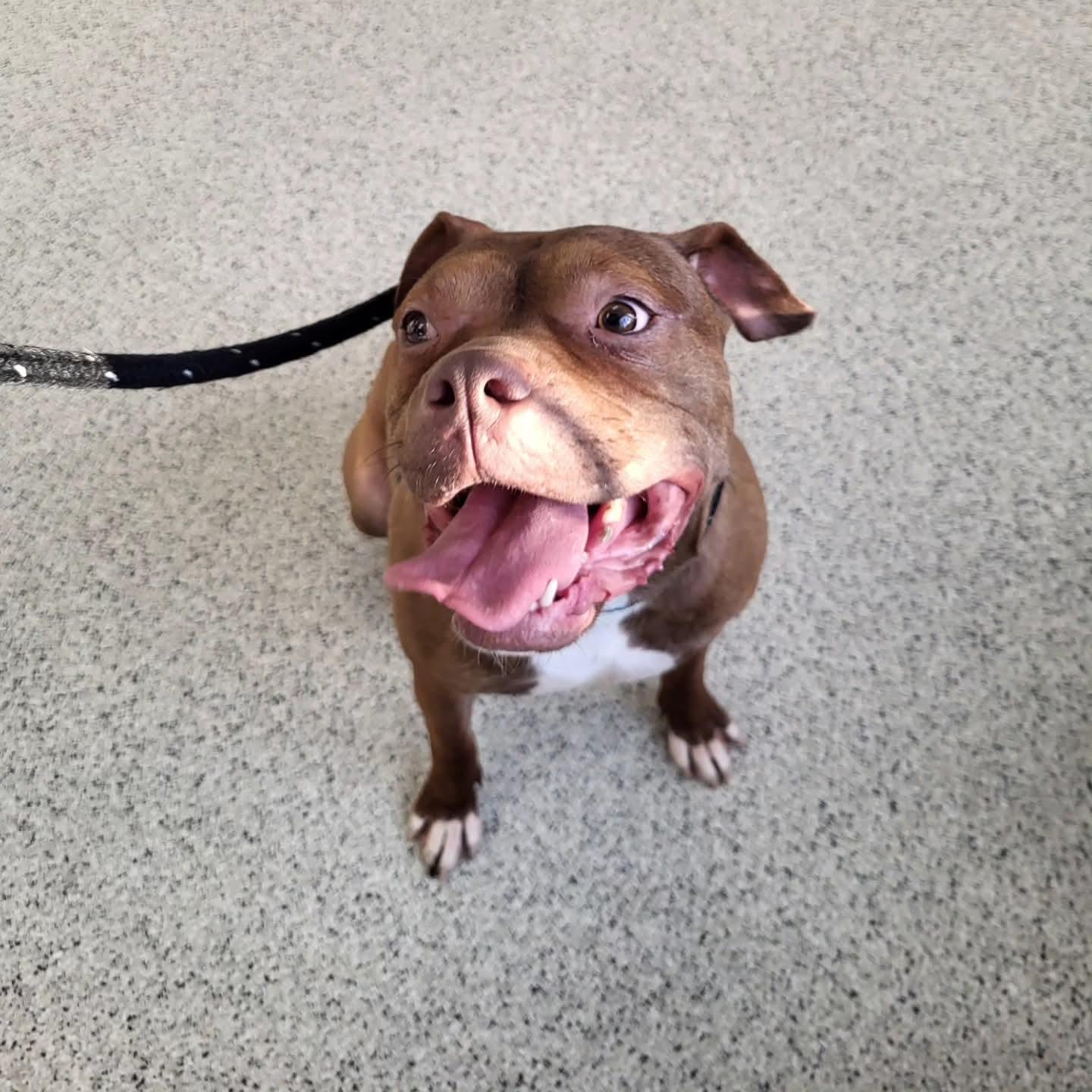 Enlarge Alfie, a Adoptable mixed breed in Chicago, IL image 2/6