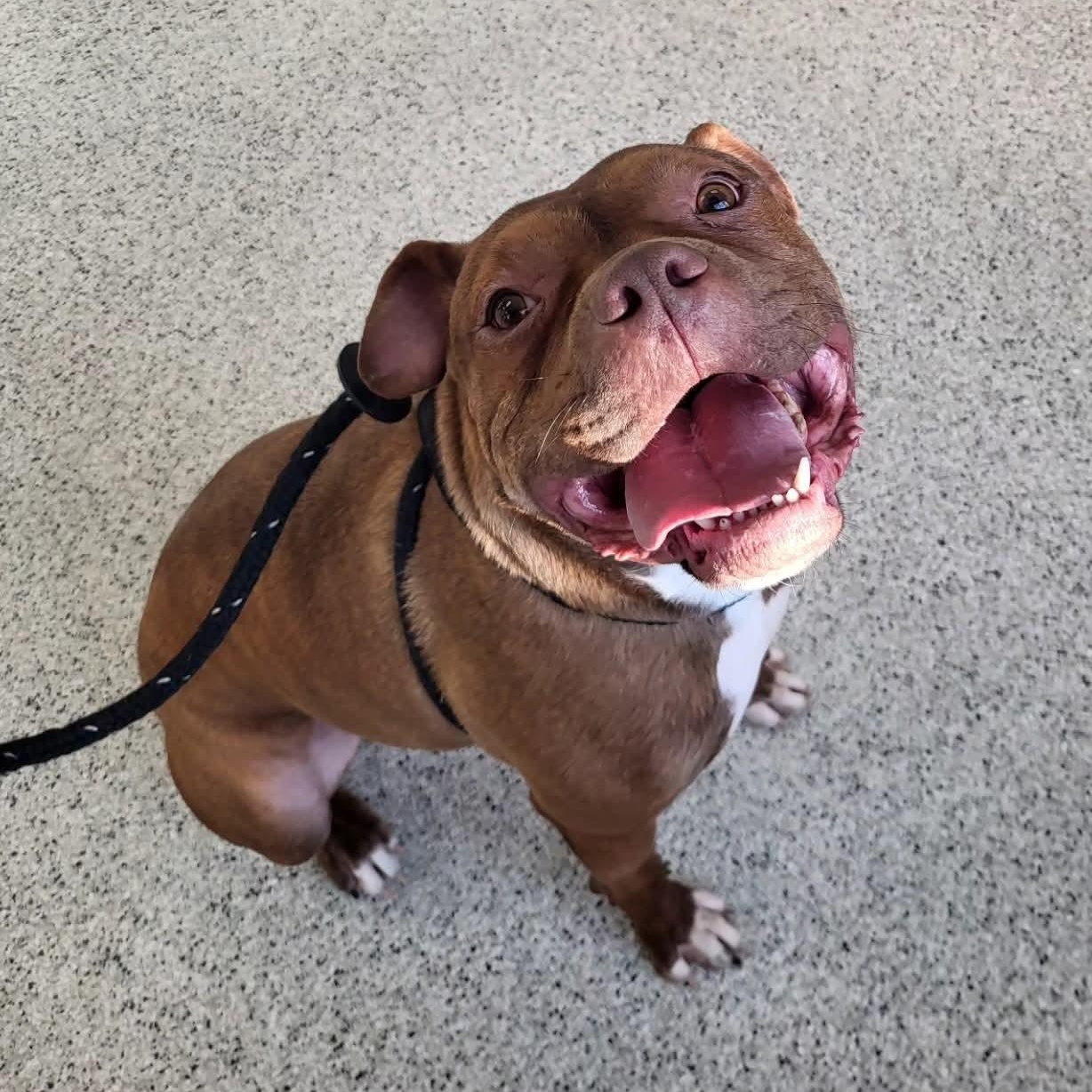 Alfie, Adoptable, Adult Male Pit Bull Terrier.
