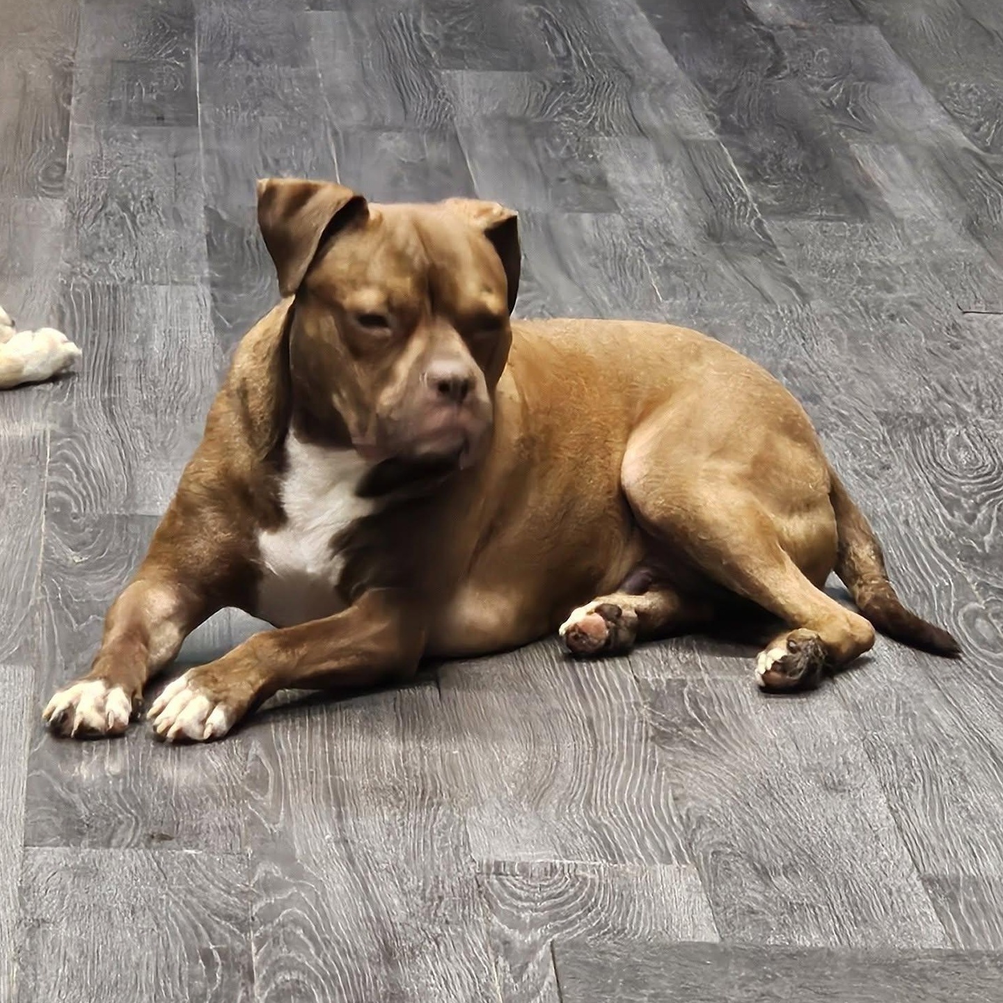 Enlarge Alfie, a Adoptable mixed breed in Chicago, IL image 3/6
