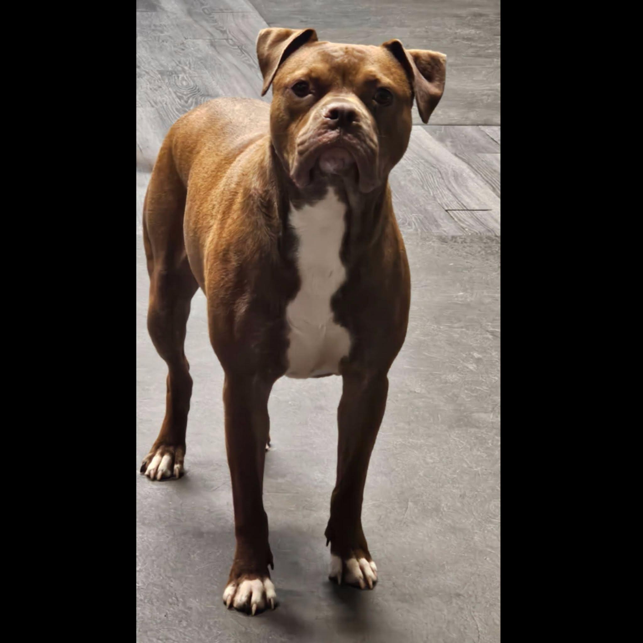 Enlarge Alfie, a Adoptable mixed breed in Chicago, IL image 2/6
