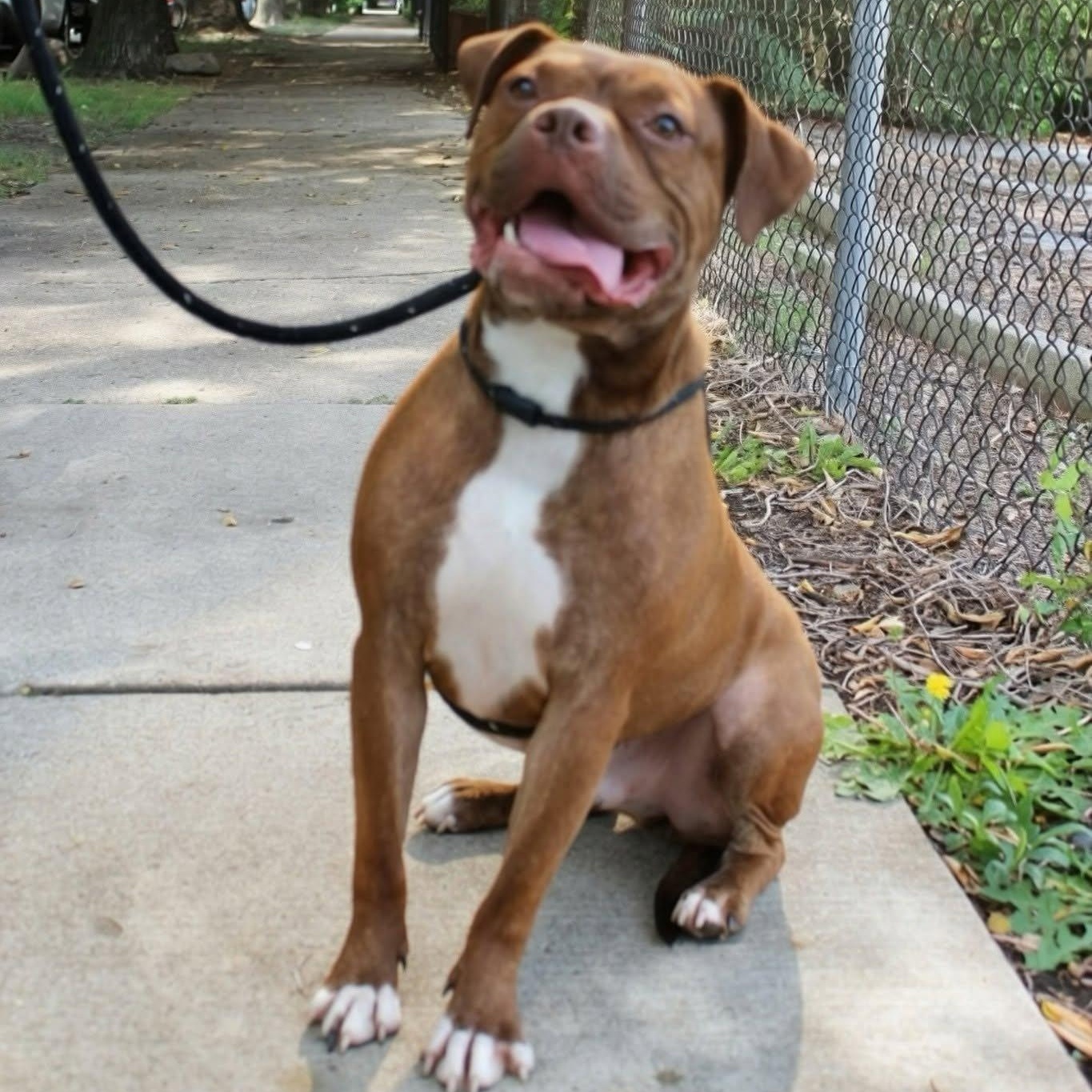 Enlarge Alfie, a Adoptable mixed breed in Chicago, IL image 1/6