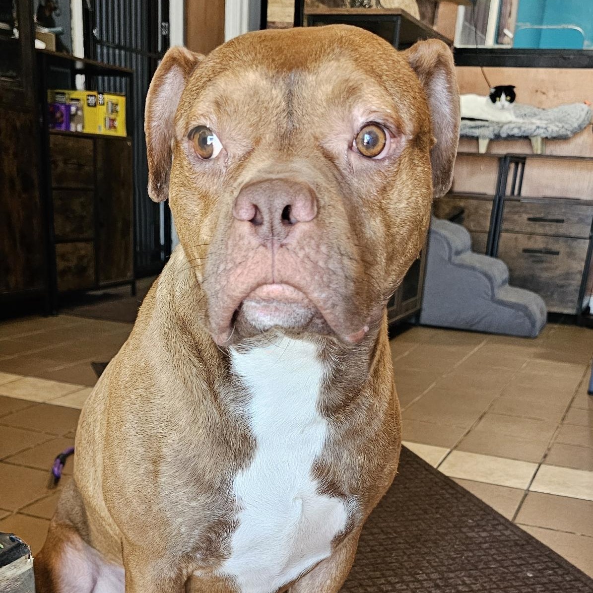Enlarge Alfie, a Adoptable mixed breed in Chicago, IL image 6/6