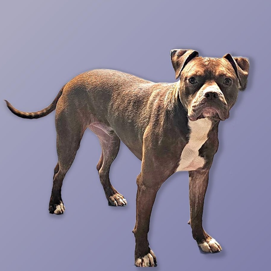 Alfie, a Adoptable Pit Bull Terrier in Chicago, IL image 5/5