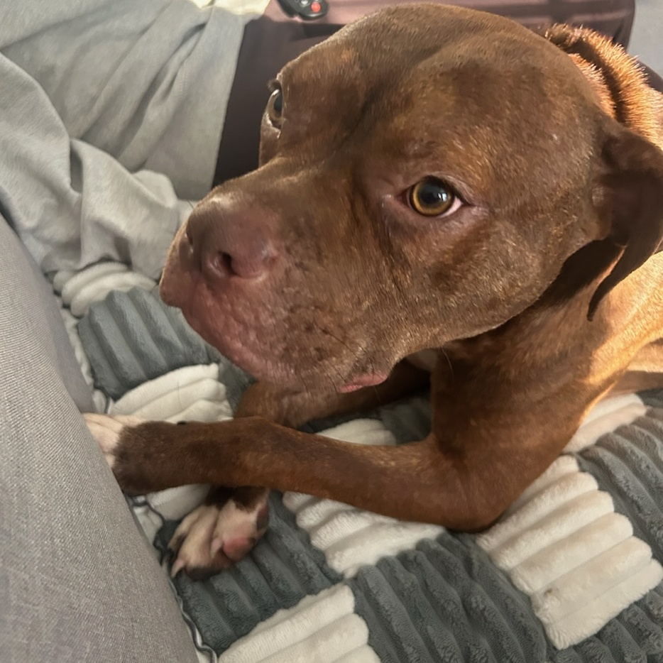 Alfie, a Adoptable Pit Bull Terrier in Chicago, IL image 3/5