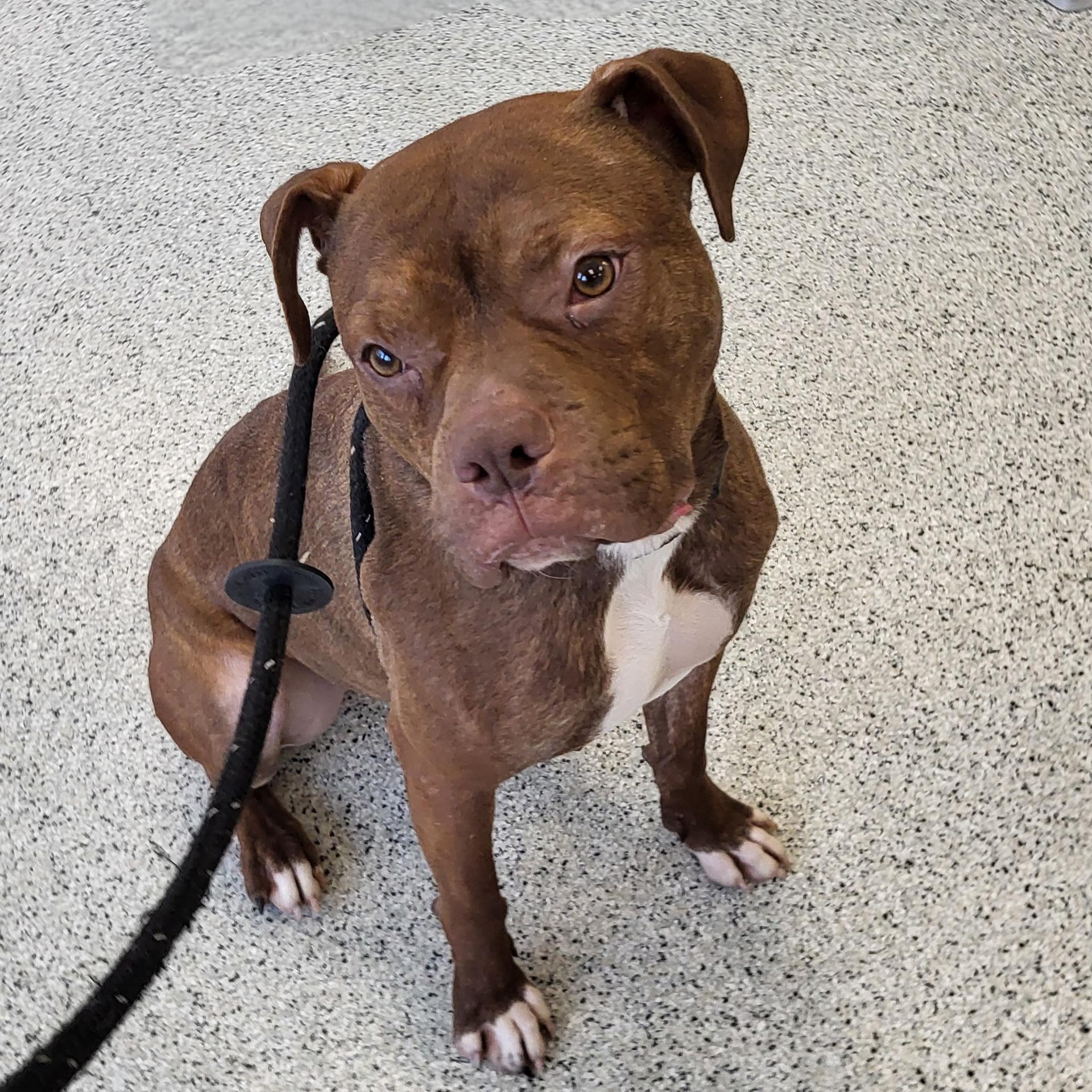 Alfie, a Adoptable Pit Bull Terrier in Chicago, IL image 1/5