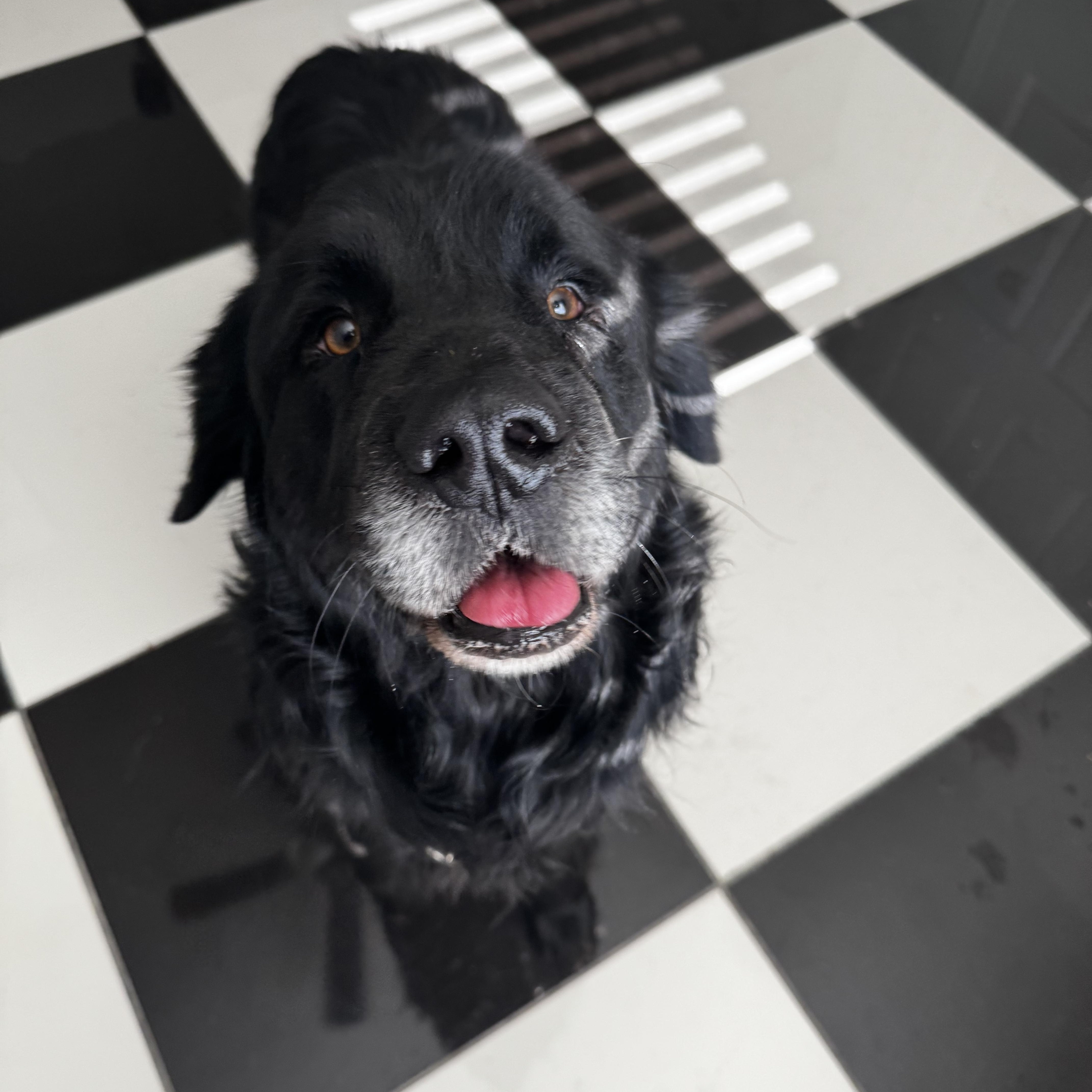 El Bandido, Adoptable, Adult Male Newfoundland Dog.