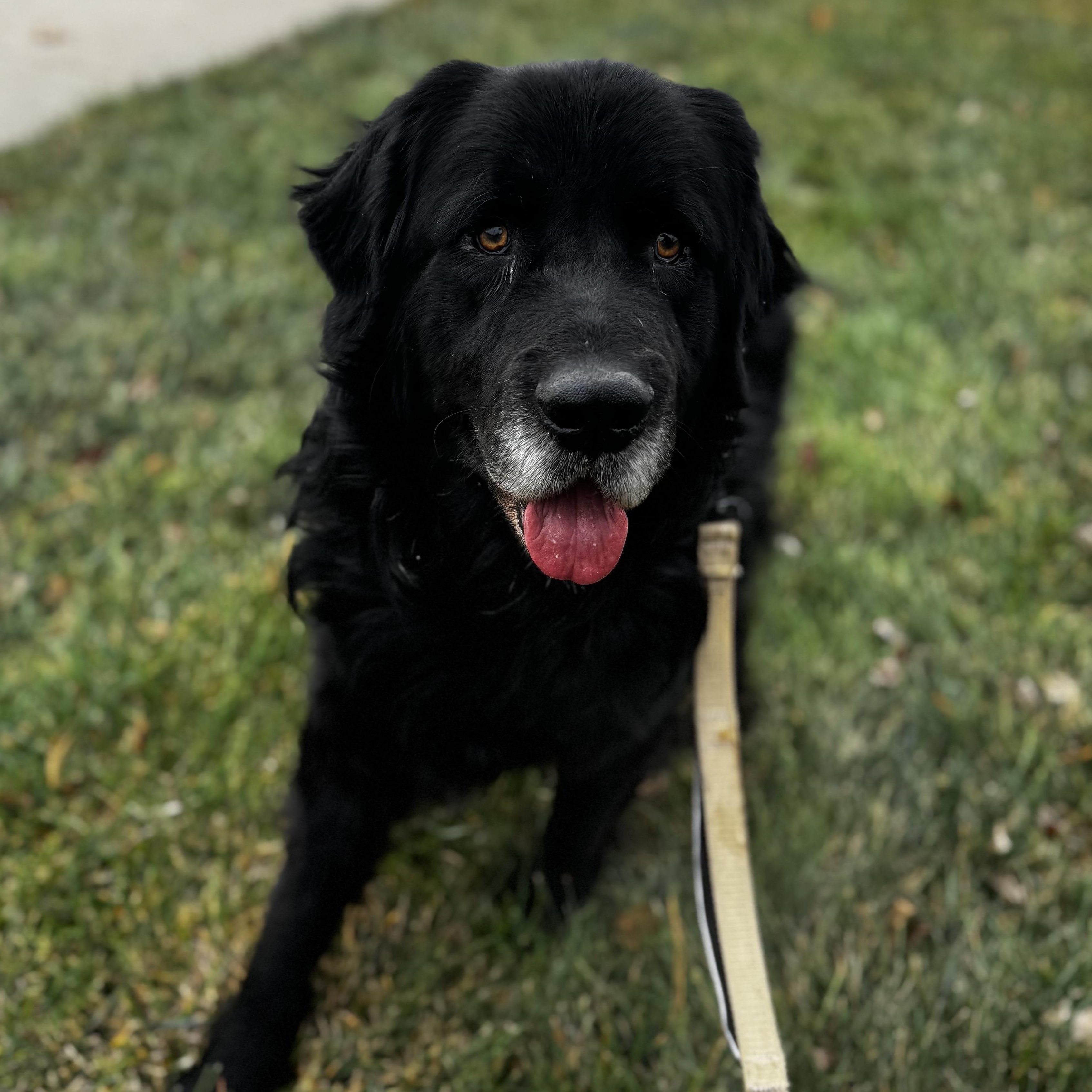 Enlarge El Bandido, a Adoptable Newfoundland Dog in Blue Springs, MO image 2/3