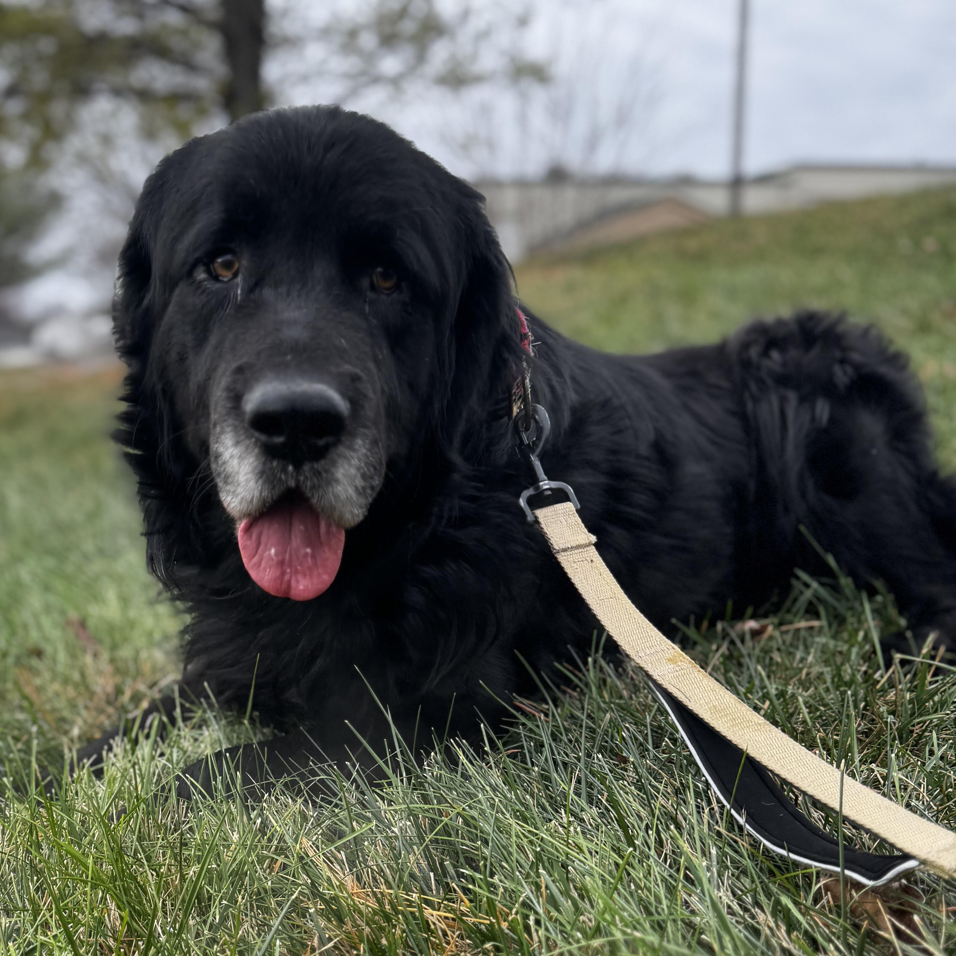 El Bandido, Adoptable, Adult Male Newfoundland Dog.