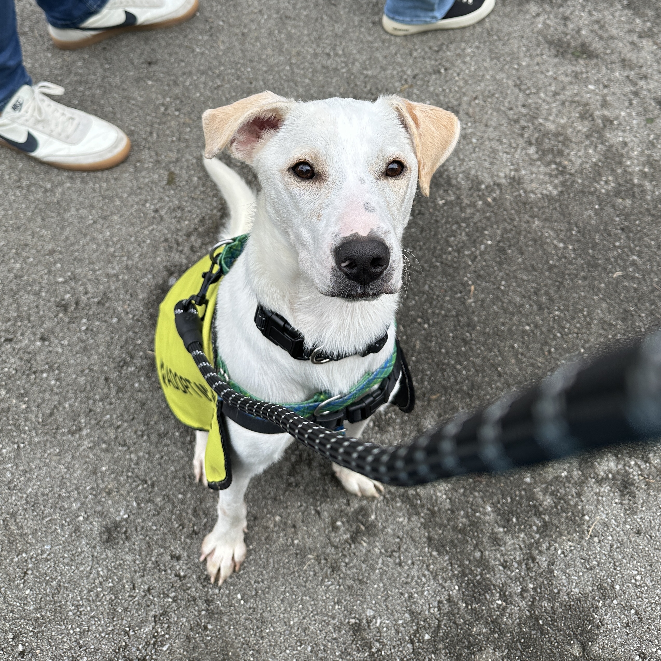 Enlarge Hogan, a Adopted mixed breed in Knoxville, TN image 1/4