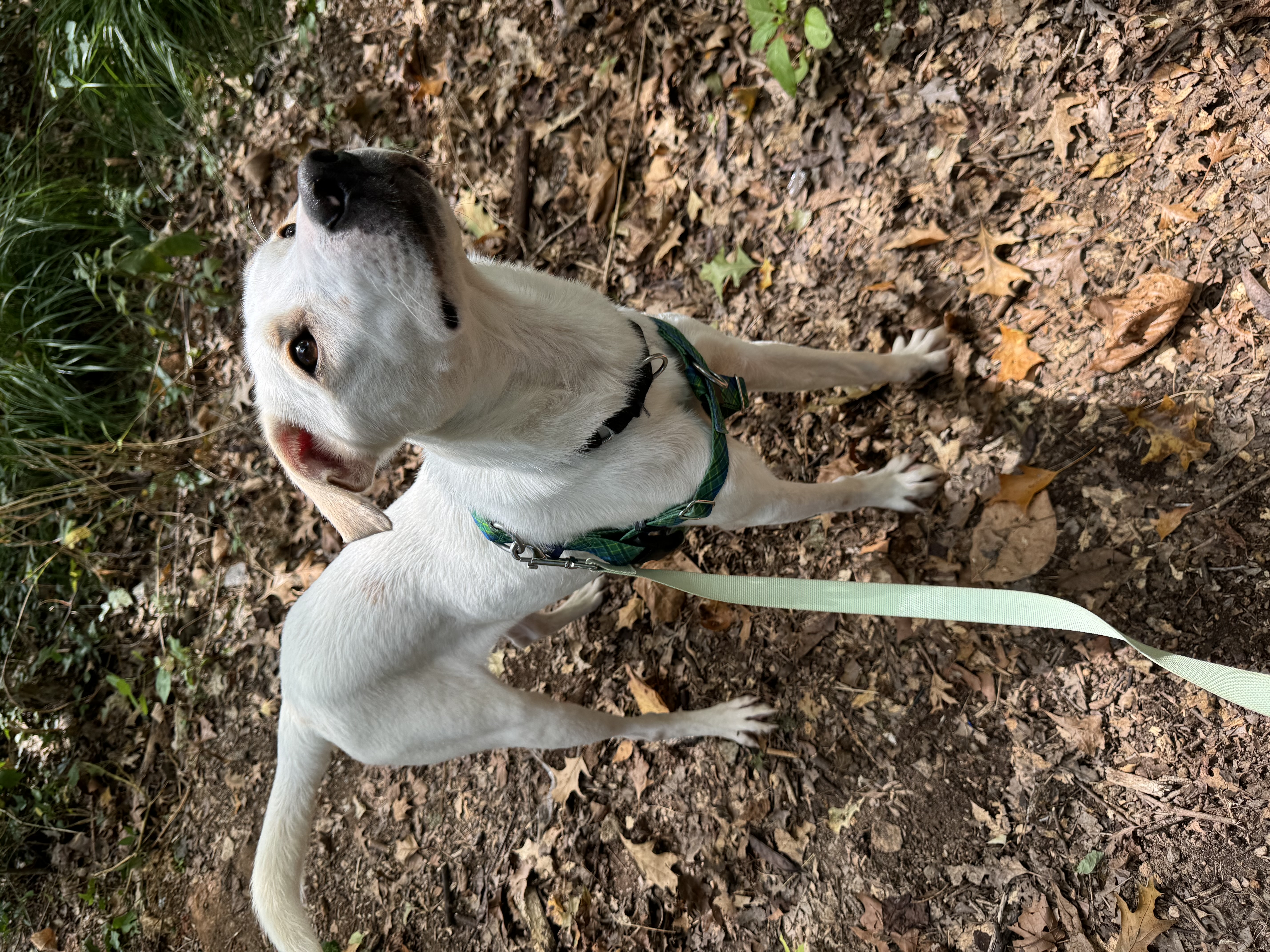 Enlarge Hogan, a Adopted mixed breed in Knoxville, TN image 2/4