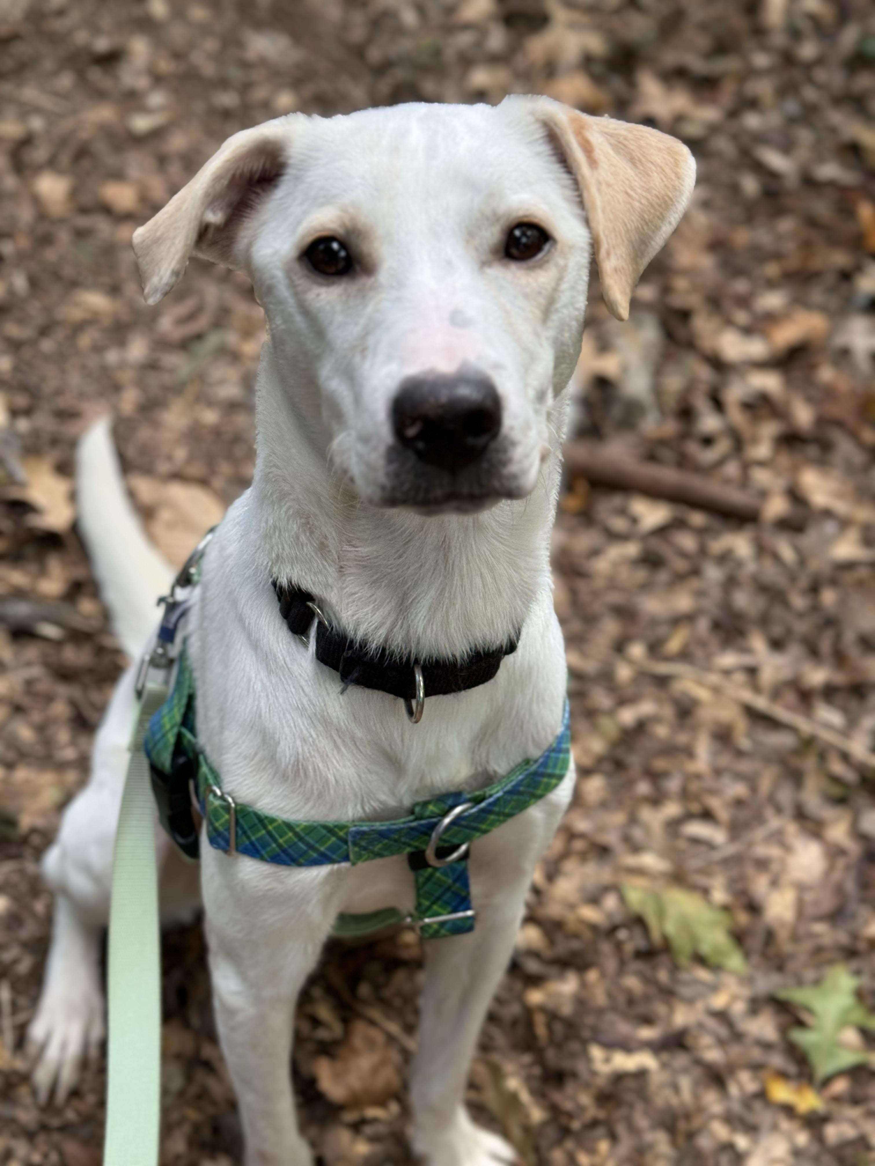 Enlarge Hogan, a Adopted mixed breed in Knoxville, TN image 3/4