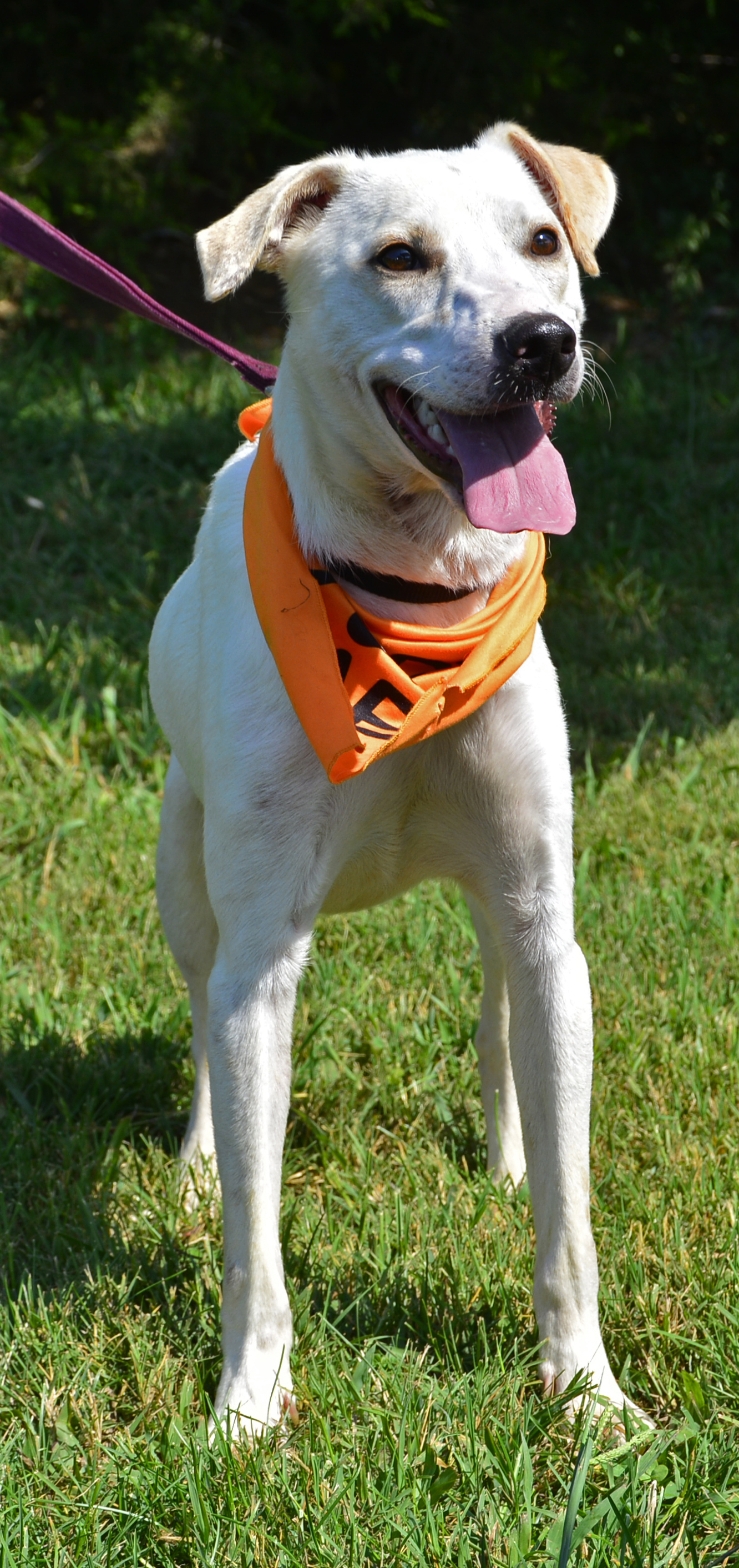 Enlarge Hogan, a Adopted mixed breed in Knoxville, TN image 4/4