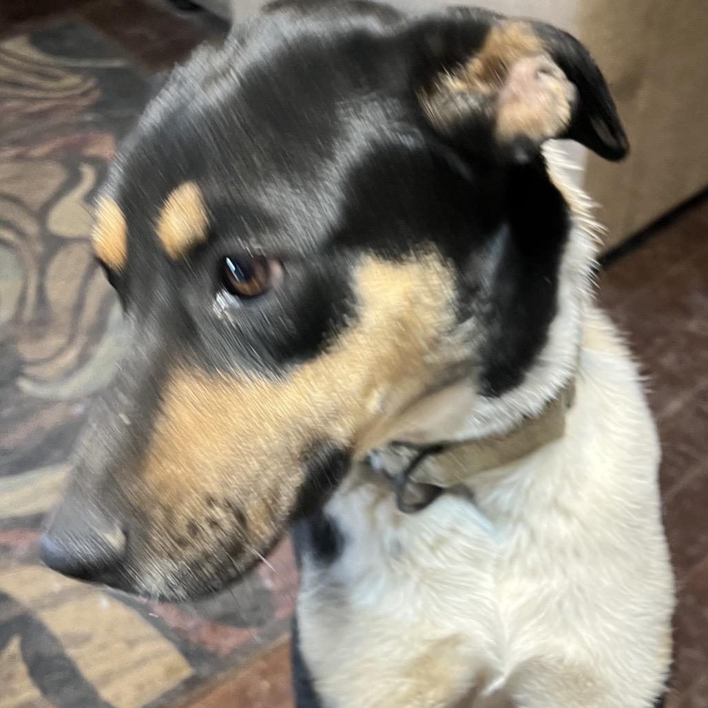 Roxy, Adoptable, Adult Female Australian Cattle Dog / Blue Heeler & Border Collie.