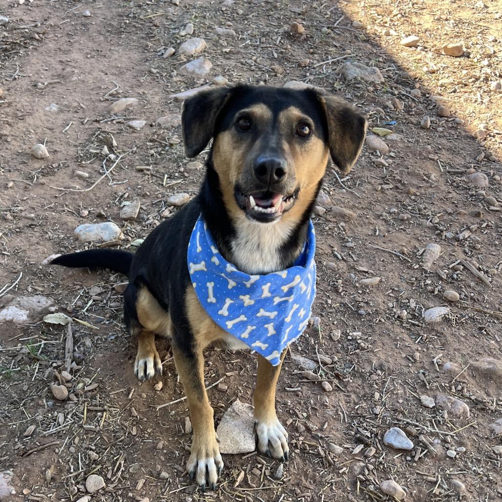 Hollow, a Adoptable Mixed Breed in Moab, UT image 1/6