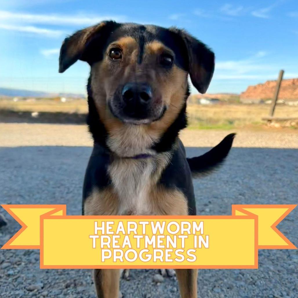 Hollow, a Adoptable Mixed Breed in Moab, UT image 2/6