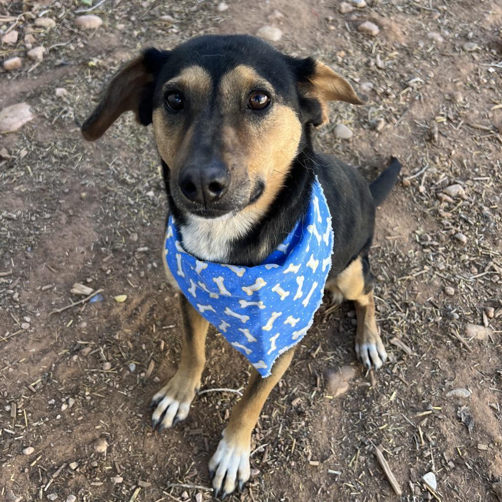 Hollow, Adoptable, Adult Female Mixed Breed.