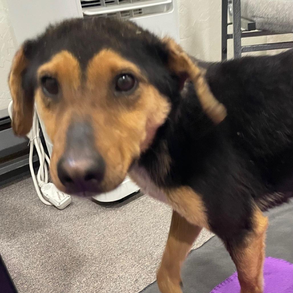 Hollow, a Adoptable Mixed Breed in Moab, UT image 2/6