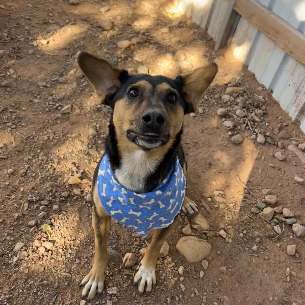 Hollow, a Adoptable Mixed Breed in Moab, UT image 3/6